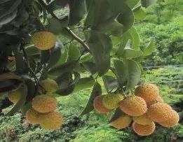 無核荔 雞嘴荔 草莓荔 桂味 麒麟荔 秀石荔 立秋荔 40余種早中晚熟荔枝品種陸續(xù)上市