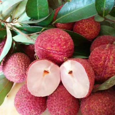 靈山荔枝苗批發 A4無核荔枝苗 低價荔枝苗 產地貨源