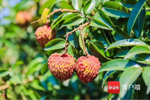 今年?？谛阌⒒鹕嚼笾︻A計產(chǎn)量3000萬斤 首批熟果預計5月25日上市