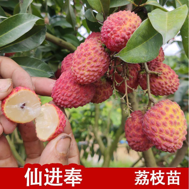 荔枝果樹苗桂味妃子笑無核荔枝嫁接果苗盆栽地載南方種植當年結(jié)果