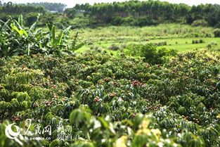 海南澄邁優質特色農產品 百果園 王品無核荔枝
