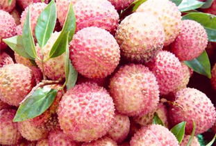 荔枝價(jià)格多少錢一斤 2017年荔枝價(jià)格行情走勢(shì)預(yù)測(cè)