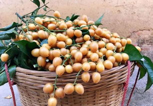 郁南無(wú)核荔枝 借灣區(qū)東風(fēng)，揚(yáng)特色品牌