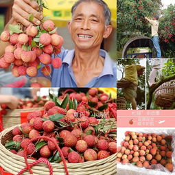 花樣漳州 愛(ài)荔豐收，電商助“荔”網(wǎng)上行，無(wú)核荔枝的甜蜜革新
