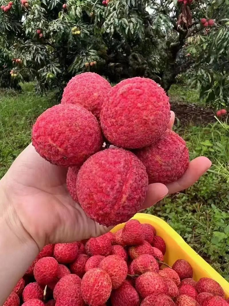 桂味荔枝與海口火山無(wú)核荔枝 品味海南的甜蜜珍品