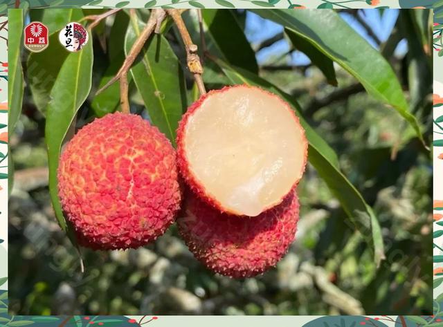 無(wú)核荔枝 從種植到品嘗的心靈之旅