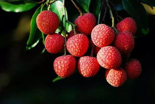 肉多汁甜還無(wú)核 這樣的瀨雞要紅了——走起澄邁嘗鮮無(wú)核荔枝