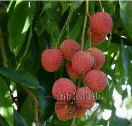 荔城荔枝特產(chǎn)價(jià)格與無(wú)核荔枝特點(diǎn)