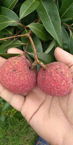 靈山無核荔枝 原生態(tài)無籽荔枝王，凈重5斤，歡迎電商批發(fā)合作一件代發(fā)