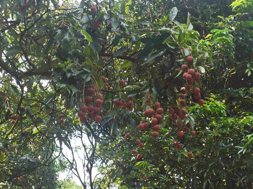 從“小特產(chǎn)”到“大產(chǎn)業(yè)” 茂名無核荔枝的升級(jí)之路