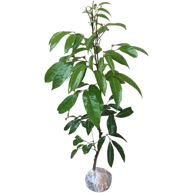 無核荔枝苗 妃子笑、糯米糍、桂味南北方種植指南與當(dāng)年結(jié)果潛力